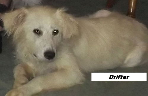 Erwin AKA Drifter - Adopted