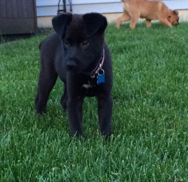 Elkhound Pups - Godiva