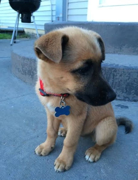 Elkhound Pups - Twix