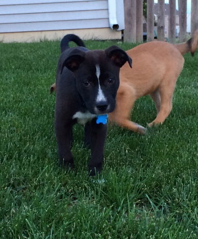 Elkhound Pups - Snickers ADOTPTION PENDING