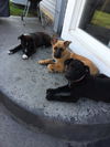 Elkhound Pups - Snickers ADOTPTION PENDING