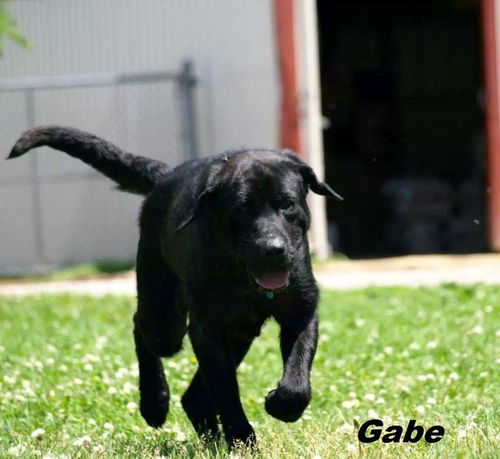 Gabe