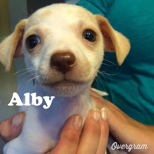 Alby