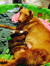 Mandy's Pups-Mary ADOPTION PENDING