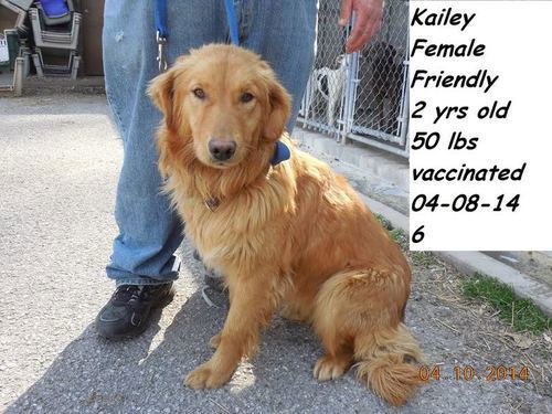 Kailey ADOPTED