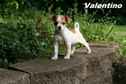 Valentino - JRT puppy