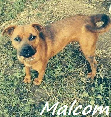 Malcolm - Malcom