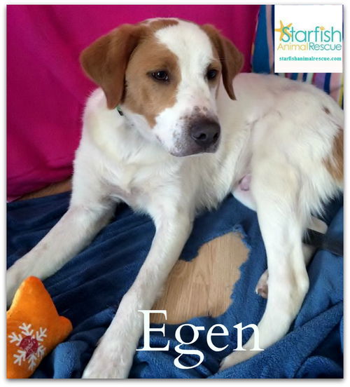 Egen - Egan