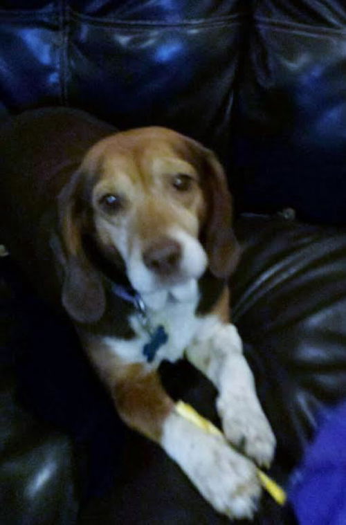 Leila