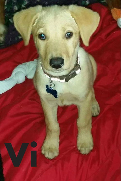 Vi  Litter 475