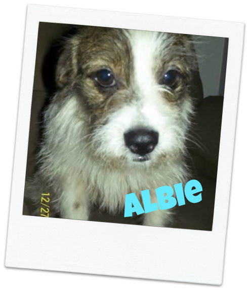 Albie