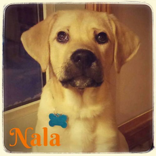 Nala