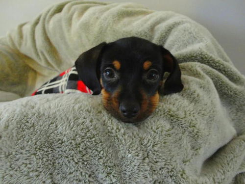 Neil - Doxie Litter x 3