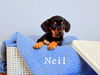 Neil - Doxie Litter x 3