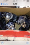 Neil - Doxie Litter x 3