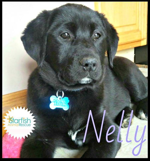 Nelly aka Nellie