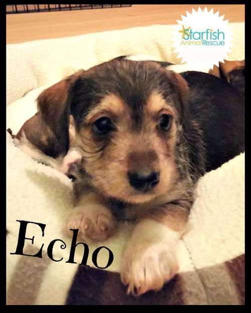 Echo