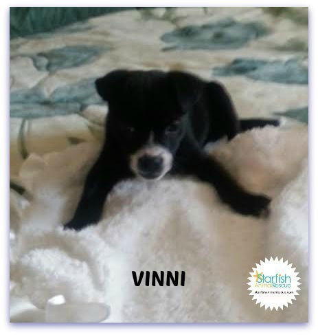 Vinni