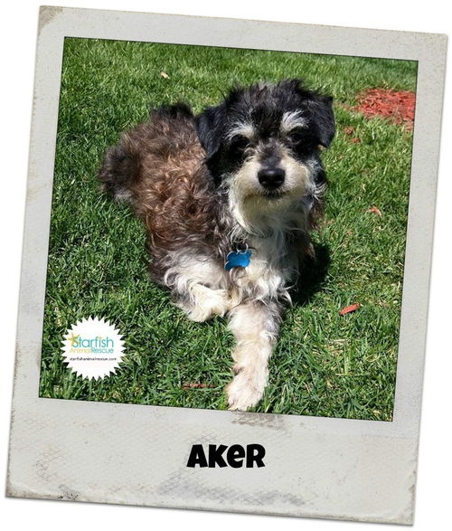 Aker