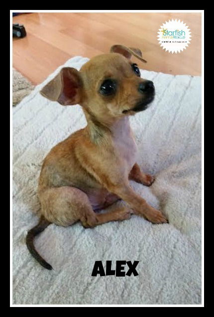Alex