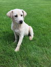 Zoey