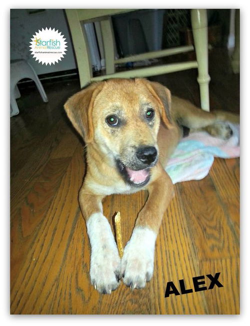 Alex