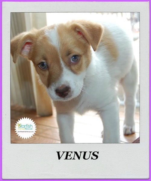 Venus