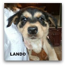 Lando