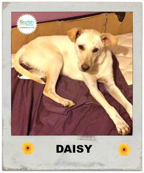 Daisy