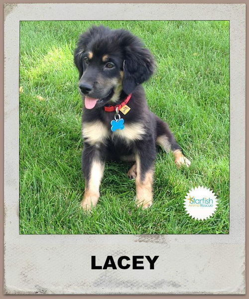 Lacey