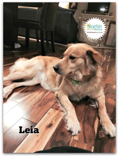 Leia