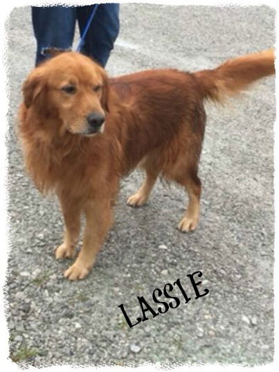 Lassie