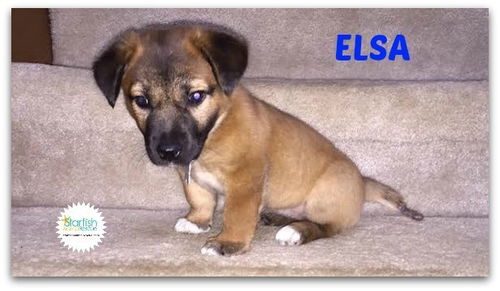 Elsa
