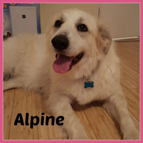 Alpine