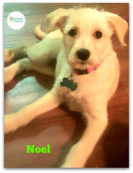 Noel