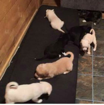 Elizabeth Corbin Litter 4 of 4