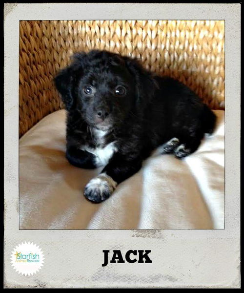 Jack