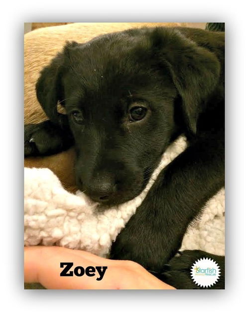 Zoey