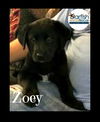 Zoey