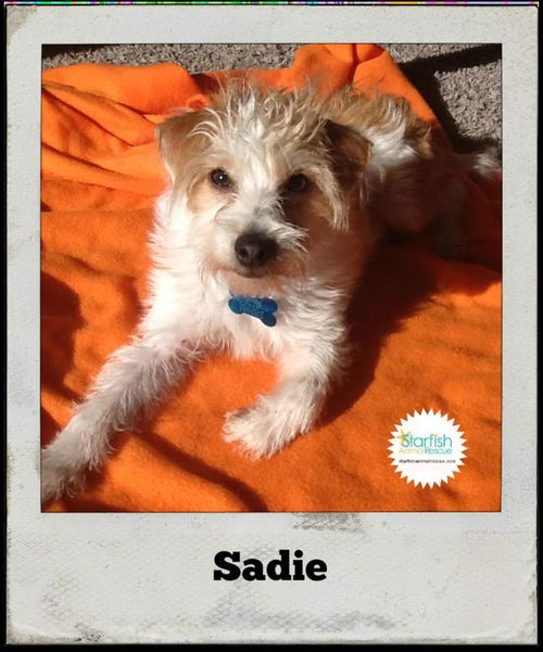 Sadie