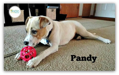 Pandy