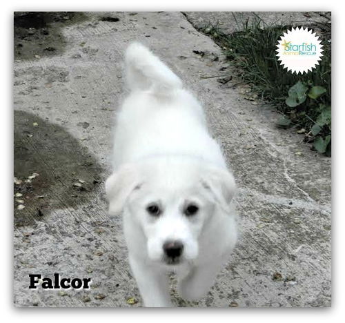 Falcor