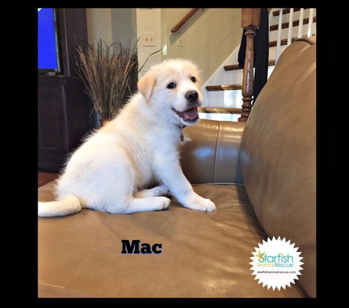 Mac