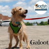 Galoot