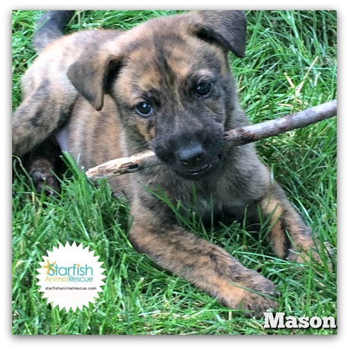 Mason