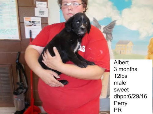 Albert