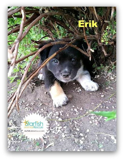Erik
