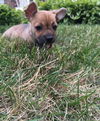 Zoey