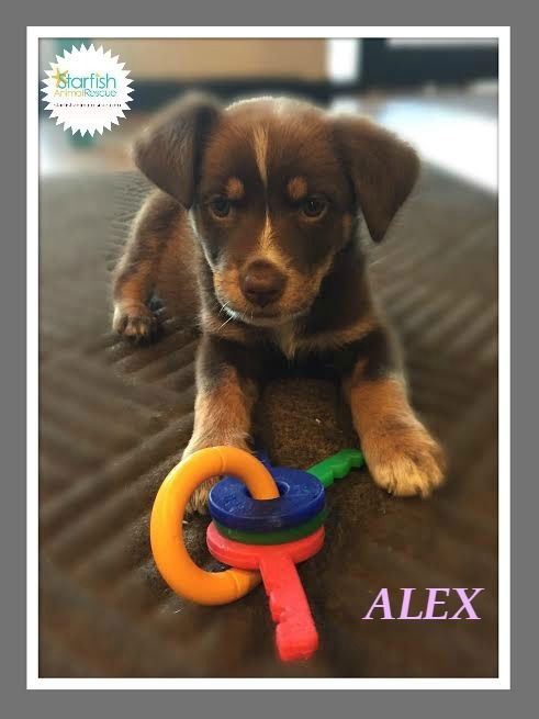 Alexander