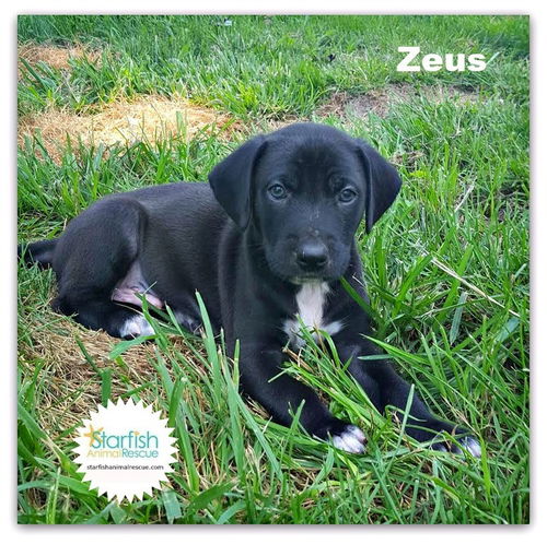 Zeus